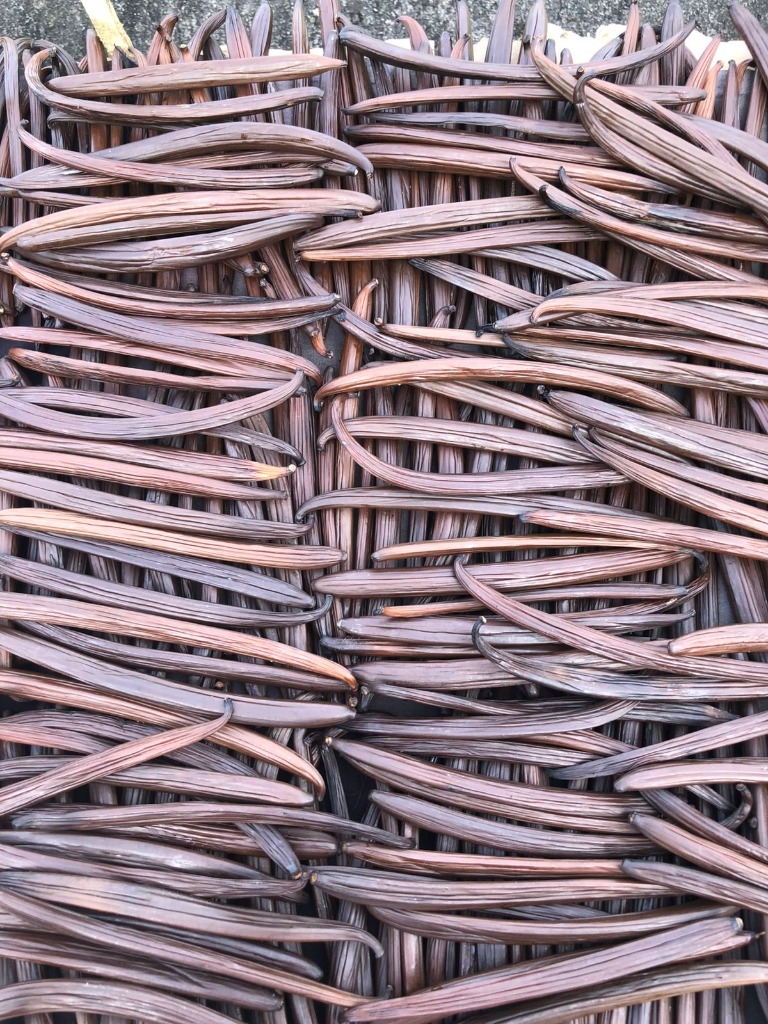 Grade C Commercial Indonesian Vanilla Beans undergoing authentic sun curing
